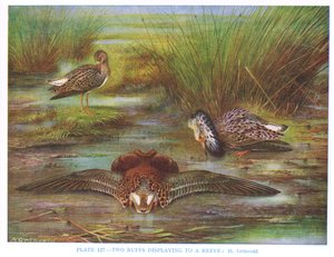 Ruffok egy Reeve-nek, illusztráció a "British Birds"-ből, Kirkman und Jourdain, 1966